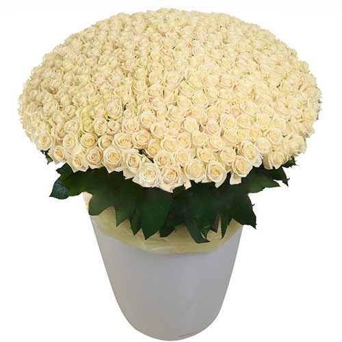 Фото товара 301 белая роза в большом вазоне
