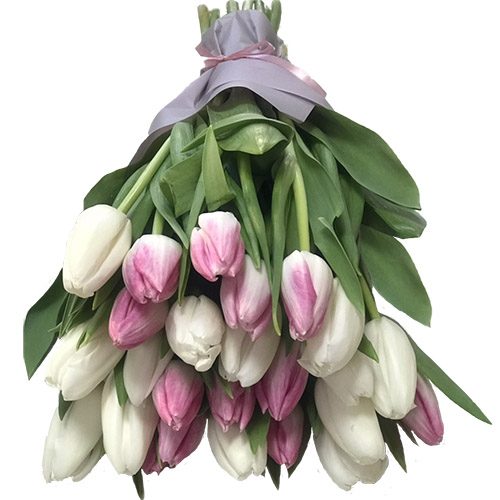 Фото товара 25 біло-рожевих тюльпанів