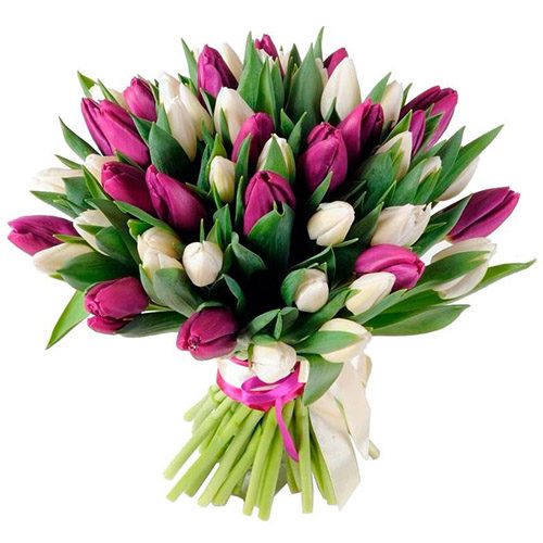 Фото товара 51 бело-пурпурный тюльпан (с лентой)