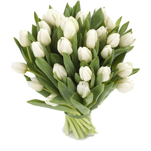 Фото товара 25 білих тюльпанів
