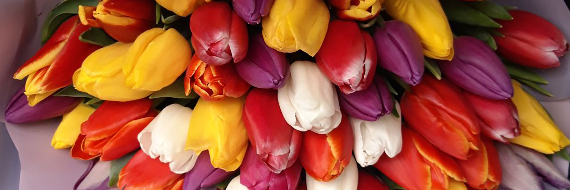 категория товаров Тюльпаны | Яремче | «Буковель Роза»